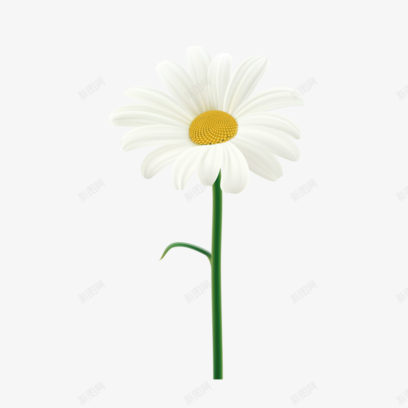 白色菊花png免抠素材_新图网 https://ixintu.com 小菊花 植物素材 白色 菊花图案 鲜花