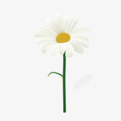 白色小菊花铃铛花白色菊花高清图片