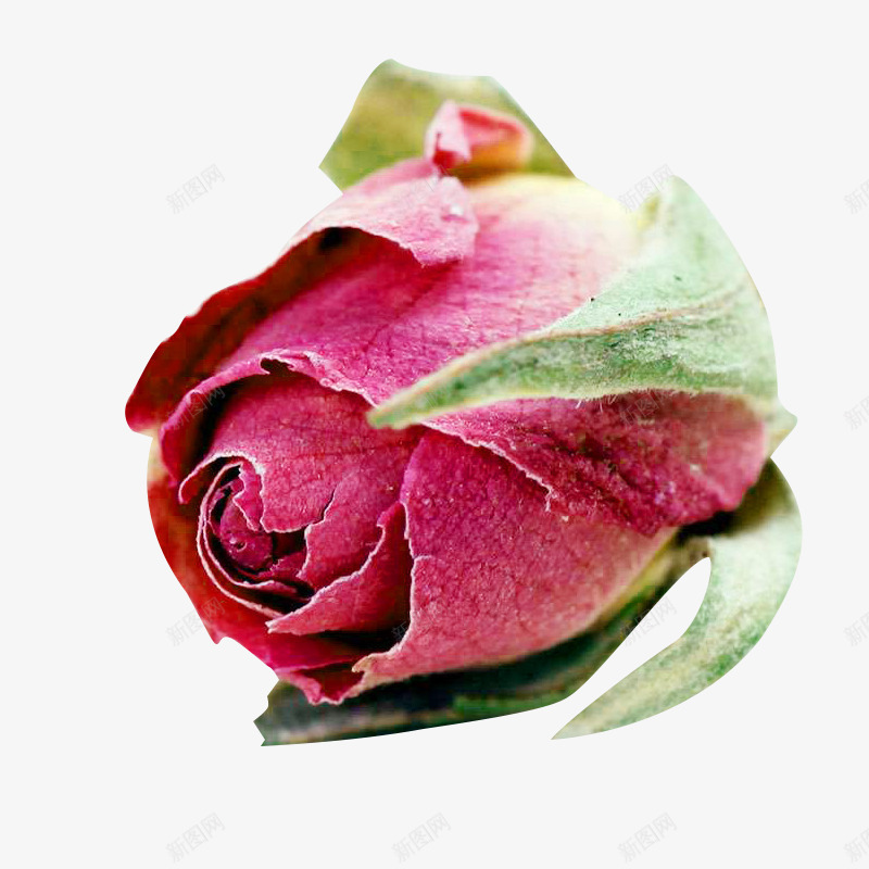 一个法兰西玫瑰花苞png免抠素材_新图网 https://ixintu.com 一个 含苞待放的玫瑰 植物 法兰西玫瑰 玫瑰花 花卉 鲜花