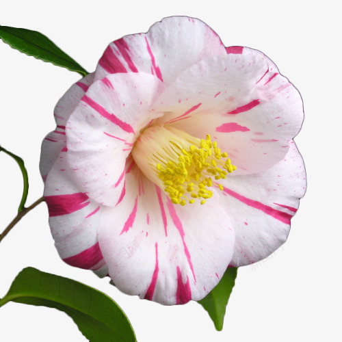 魅力花朵png免抠素材_新图网 https://ixintu.com 摄影 白 白茶花 花朵 设计 鲜花