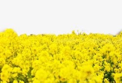 油菜花节黄色字体设计春游油菜花节背景高清图片