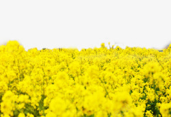 春游油菜花节背景素材