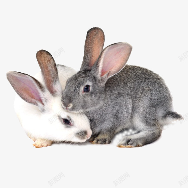 呆萌兔黑白png免抠素材_新图网 https://ixintu.com 兔子 呆萌 图片 小兔子 摄影 文艺 生物世界 白色 素材免抠 野生动物