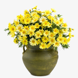 黄色花朵盆栽素材