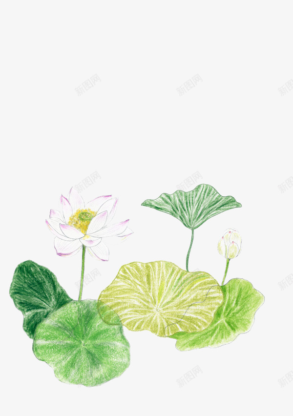 手绘铅笔画荷花png免抠素材_新图网 https://ixintu.com 彩色 手绘 荷花 铅笔画