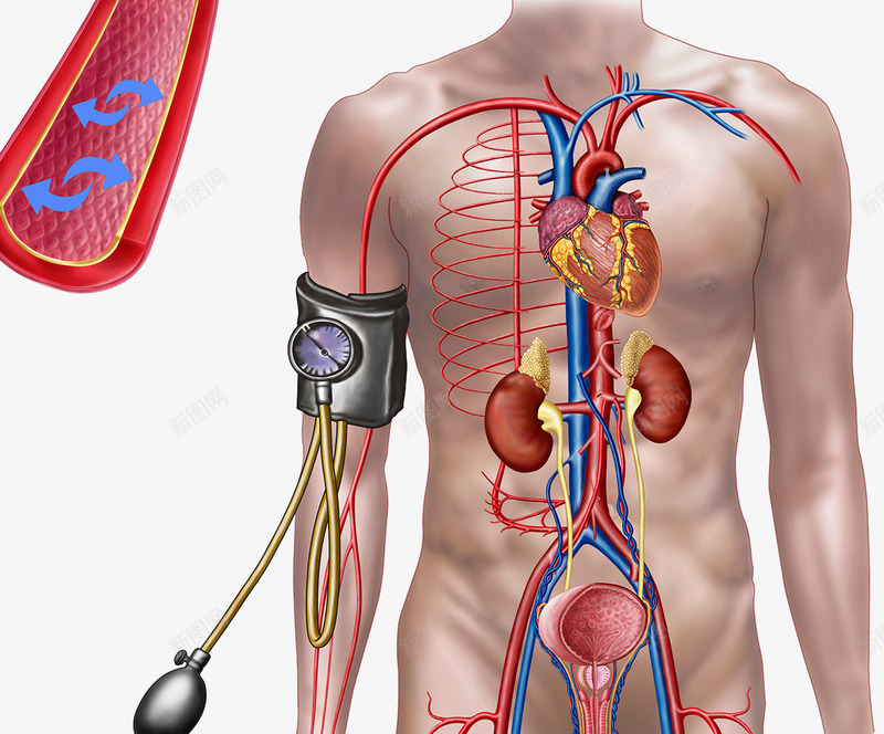 血压计监测png免抠素材_新图网 https://ixintu.com 健康医疗 心脑血管 检测设备 血压计