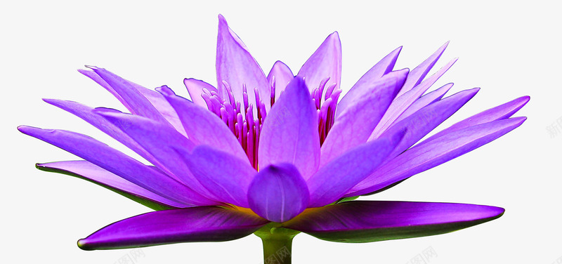 荷花盛开的紫花png免抠素材_新图网 https://ixintu.com 植物 盆栽 花朵 荷花 鲜花
