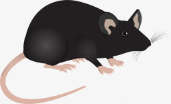 小鼠老鼠高清图片