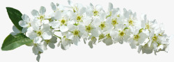 各种透明花枝白色鲜花高清图片