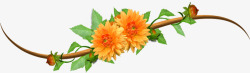橘色菊花缠绕的蔓藤橘色花朵高清图片