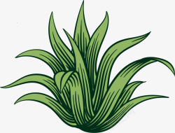卡通罗勒属植物卡通手绘风格龙舌兰矢量图高清图片
