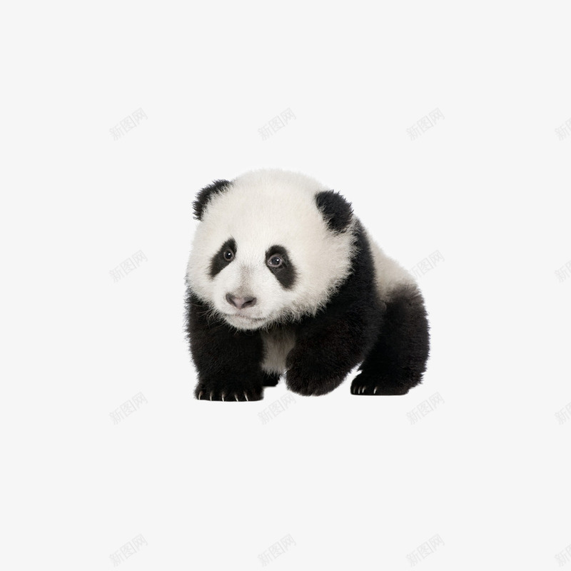 可爱小熊猫png免抠素材_新图网 https://ixintu.com 国宝 小熊猫 野生动物 黑白熊猫