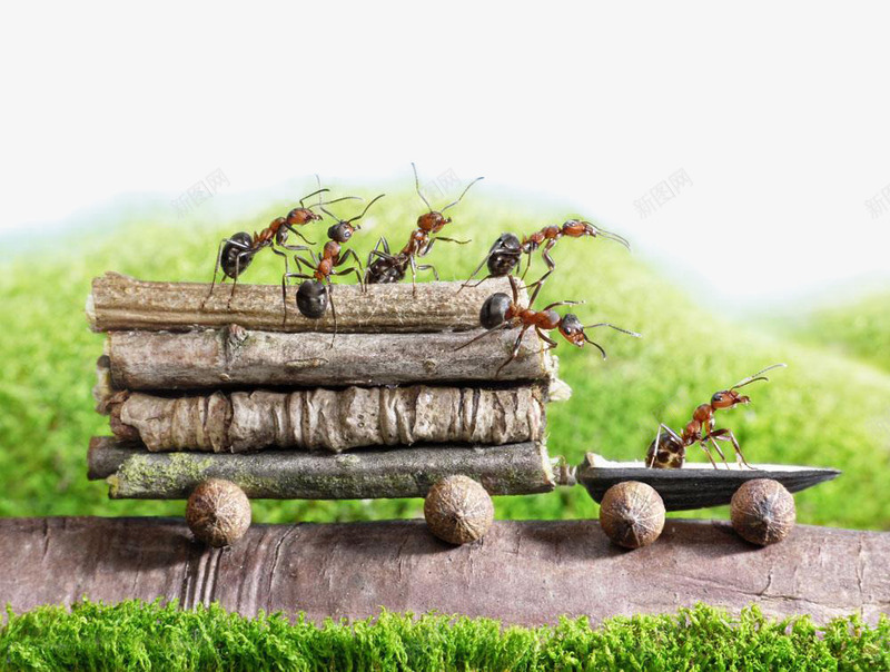 蚂蚁搬东西png免抠素材_新图网 https://ixintu.com 力量 小蚂蚁 搬家 群居动物 虫类 蚂蚁 蚂蚁搬家