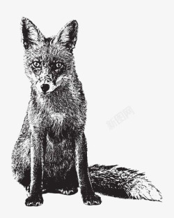素描狐狸狐狸高清图片