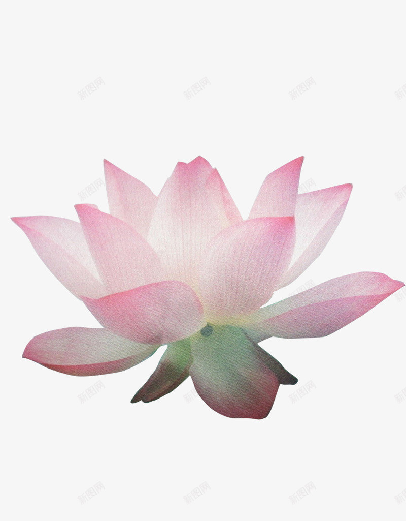 荷花png免抠素材_新图网 https://ixintu.com 花瓣 荷花 莲花