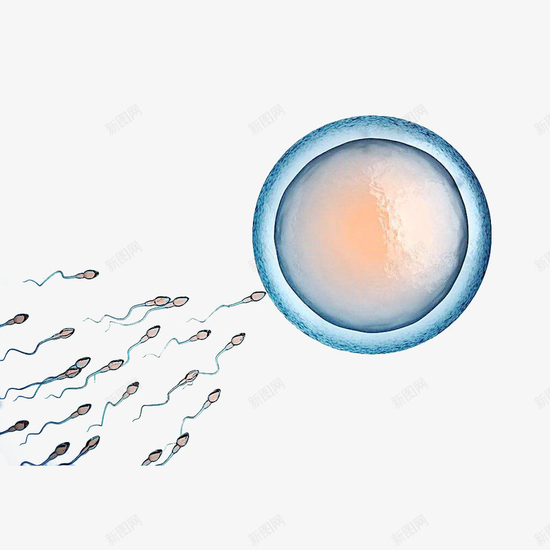 卡通精子和卵子png免抠素材_新图网 https://ixintu.com 健康 卡通 卡通精子 卵子 受孕 受精 性主题 性教育 生殖 精子