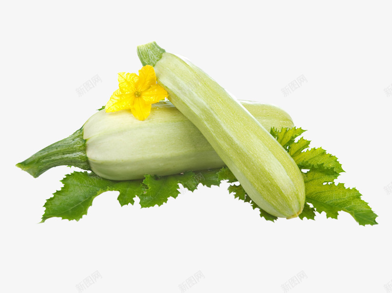 绿色西葫芦png免抠素材_新图网 https://ixintu.com 叶子 蔬菜 西葫芦 鲜花 黄色