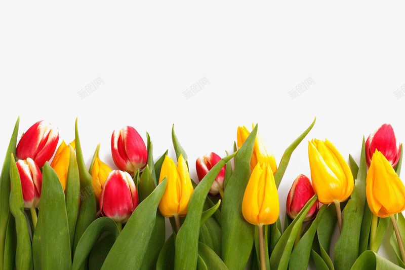 郁金香花朵png免抠素材_新图网 https://ixintu.com 红色花朵 绿色叶子 背景装饰 郁金香 黄色鲜花