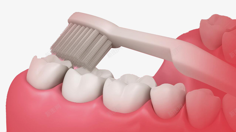 模型牙齿png免抠素材_新图网 https://ixintu.com 口腔 牙刷 牙床 牙齿