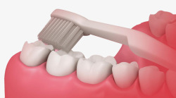 牙床模型牙齿高清图片