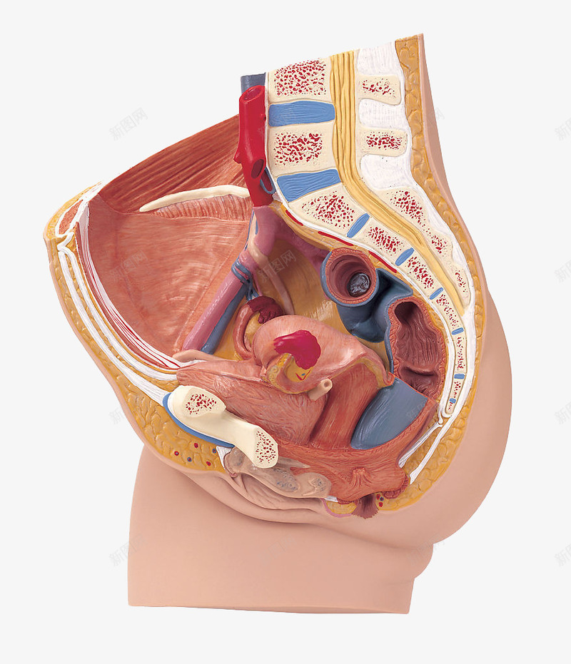 人体器官模型png免抠素材_新图网 https://ixintu.com 人体 人体器官 人体器官模型 医学用具 医科 器官 模型