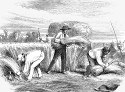 传统劳作场景黑白铅笔插图农民收麦子场景高清图片