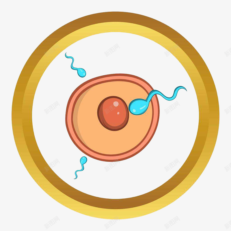 卡通卵子受精插画png免抠素材_新图网 https://ixintu.com 健康 卡通 卵子 受精 受精卵 性主题 性教育 插画 生殖 精子