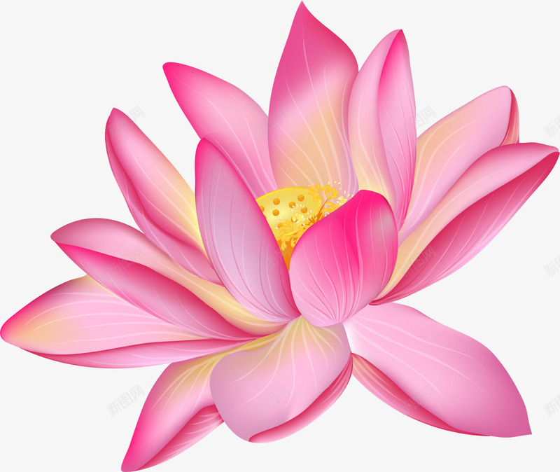 粉色简约花朵png免抠素材_新图网 https://ixintu.com 清新鲜花 简约植物 粉色花朵 荷花 莲花 装饰图案