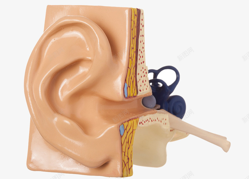 耳朵结构模型psd免抠素材_新图网 https://ixintu.com 人耳朵 模型 耳道 耳郭