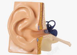 耳郭耳朵结构模型高清图片