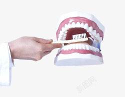 手拿牙齿模型素材