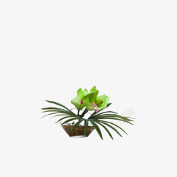 盆景荷花荷花盆景高清图片