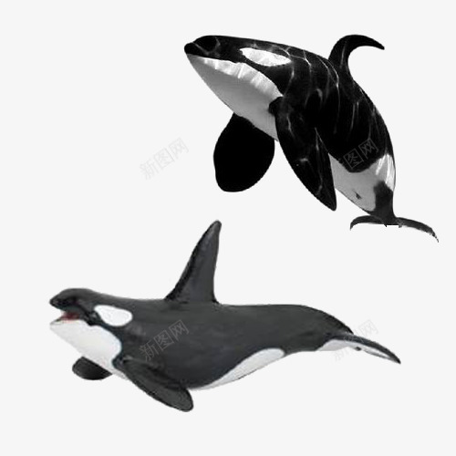 虎鲸模型png免抠素材_新图网 https://ixintu.com 哺乳类 尾巴 牙齿 虎鲸 黑白色 黑色虎鲸