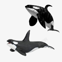 虎鲸模型素材