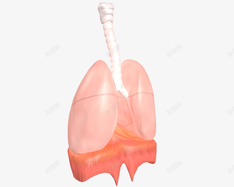 肺的模型图png免抠素材_新图网 https://ixintu.com 人体模型 健康 医学模型 模型 肺 肺部 肺部模型