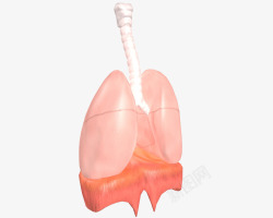 肺的模型图素材