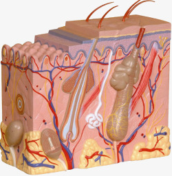 皮肤模型素材