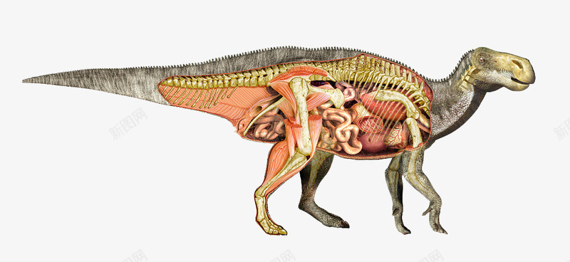 恐龙器官结构png免抠素材_新图网 https://ixintu.com 五脏六腑 内脏模型 动物内脏 动物学 医学研究 医疗 器官结构 骨骼模型