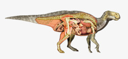 恐龙器官结构素材