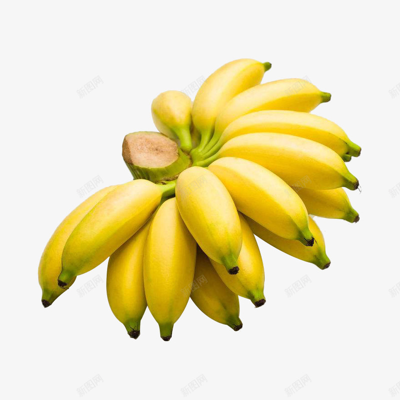 一串新鲜美味的小米蕉实物png免抠素材_新图网 https://ixintu.com 健康 实物 小米蕉 成熟 水果 美味 营养 食物