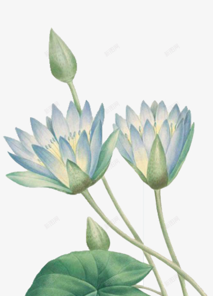 手绘荷花png免抠素材_新图网 https://ixintu.com PPT 免抠PNG 商务 绿色 荷花