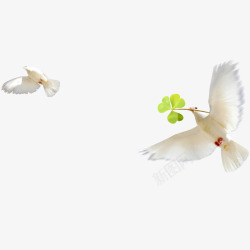 鸽子叼花环叼绿叶的鸽子高清图片