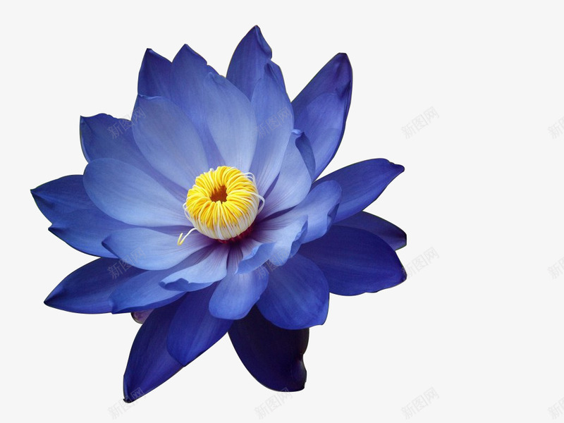 蓝色荷花png免抠素材_新图网 https://ixintu.com 图片 荷花 蓝色