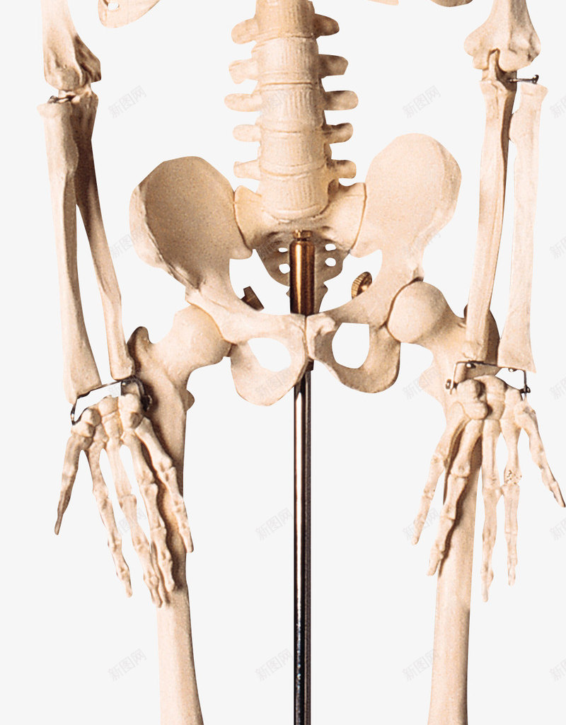 骨骼模型png免抠素材_新图网 https://ixintu.com 医学模型 医疗 医疗模型 模型 骨骼 骨骼模型