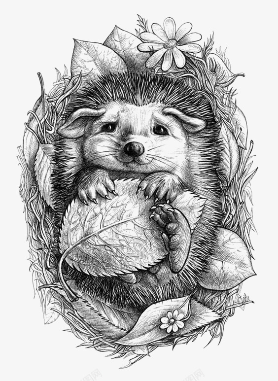 刺猬png免抠素材_新图网 https://ixintu.com 动物 卡通刺猬 小刺猬 手绘刺猬 黑白刺猬