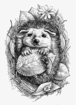 黑白刺猬刺猬高清图片