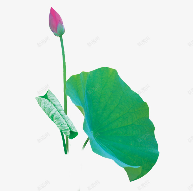荷花psd免抠素材_新图网 https://ixintu.com 粉色 花 花朵 荷叶 荷花 莲花