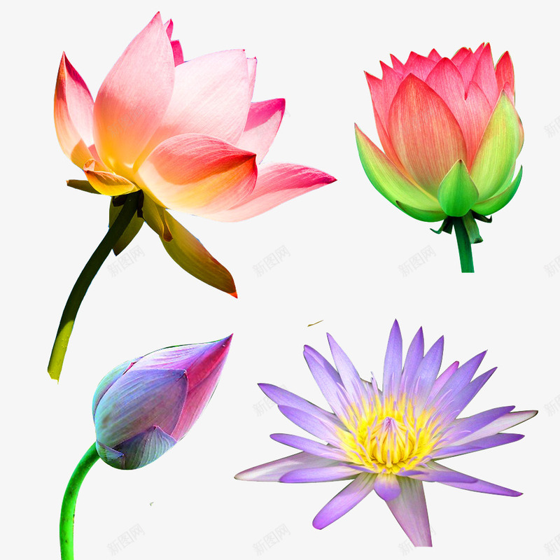 荷花png免抠素材_新图网 https://ixintu.com 荷花 莲花 雨荷