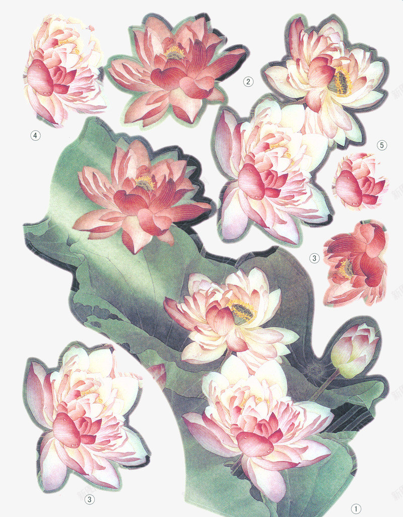 水彩国画png免抠素材_新图网 https://ixintu.com 中国画国画 国画元素 花卉 荷花 莲花