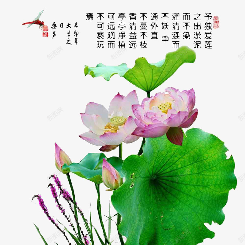 荷花背景png免抠素材_新图网 https://ixintu.com 背景 背景素材 艺术字体素材 花卉素材 荷叶 荷花素材 蜻蜓